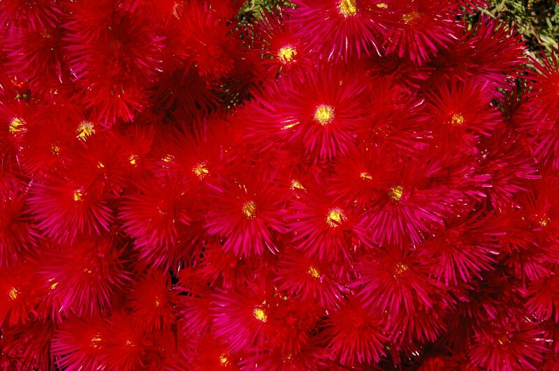 Vibrant red flowers in bloom