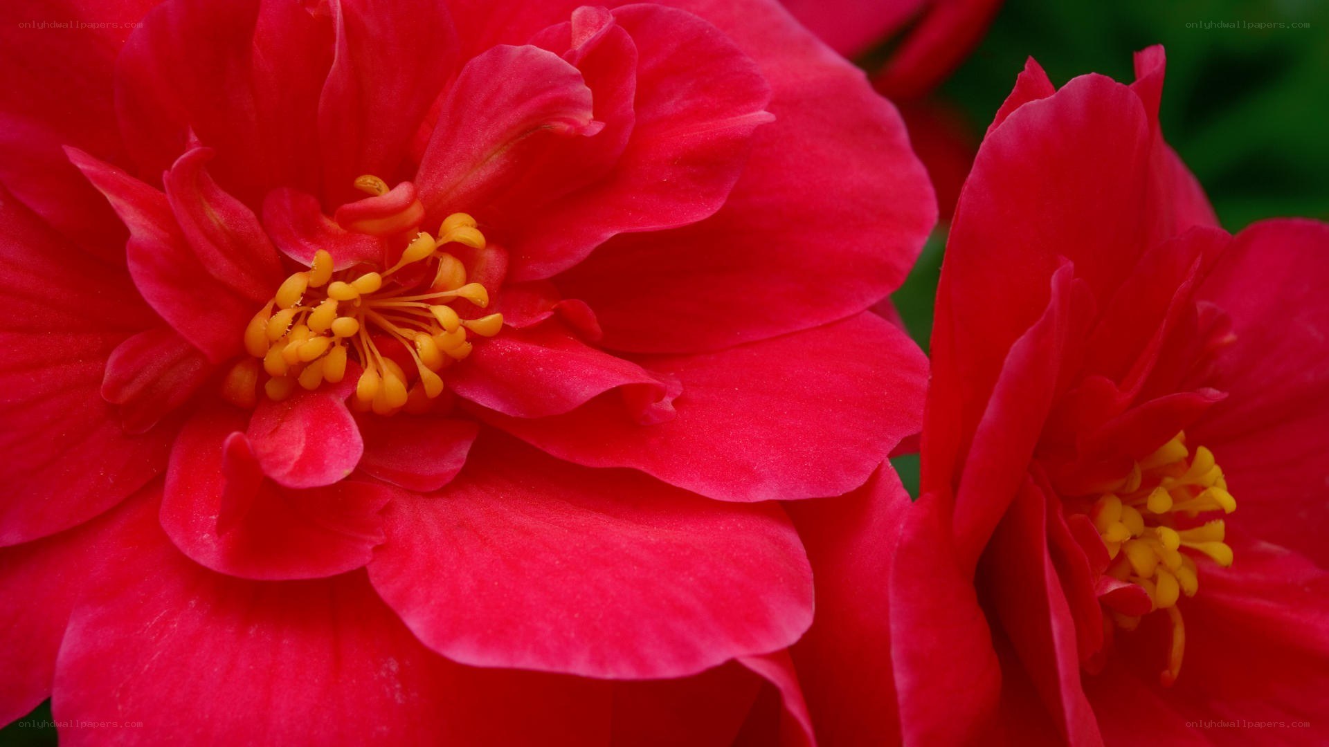 vibrant red flowers in bloom