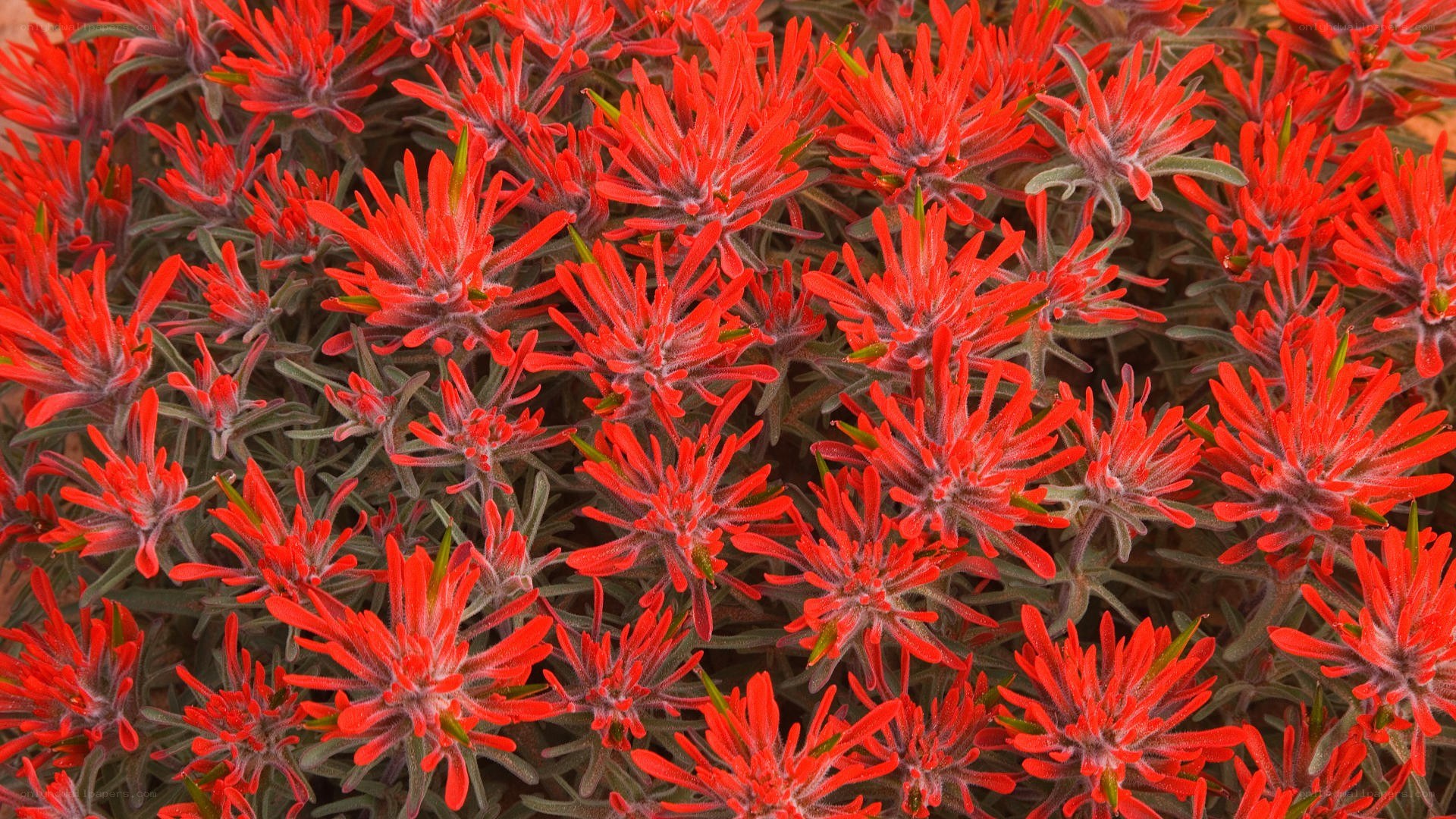 vibrant red flowers in bloom