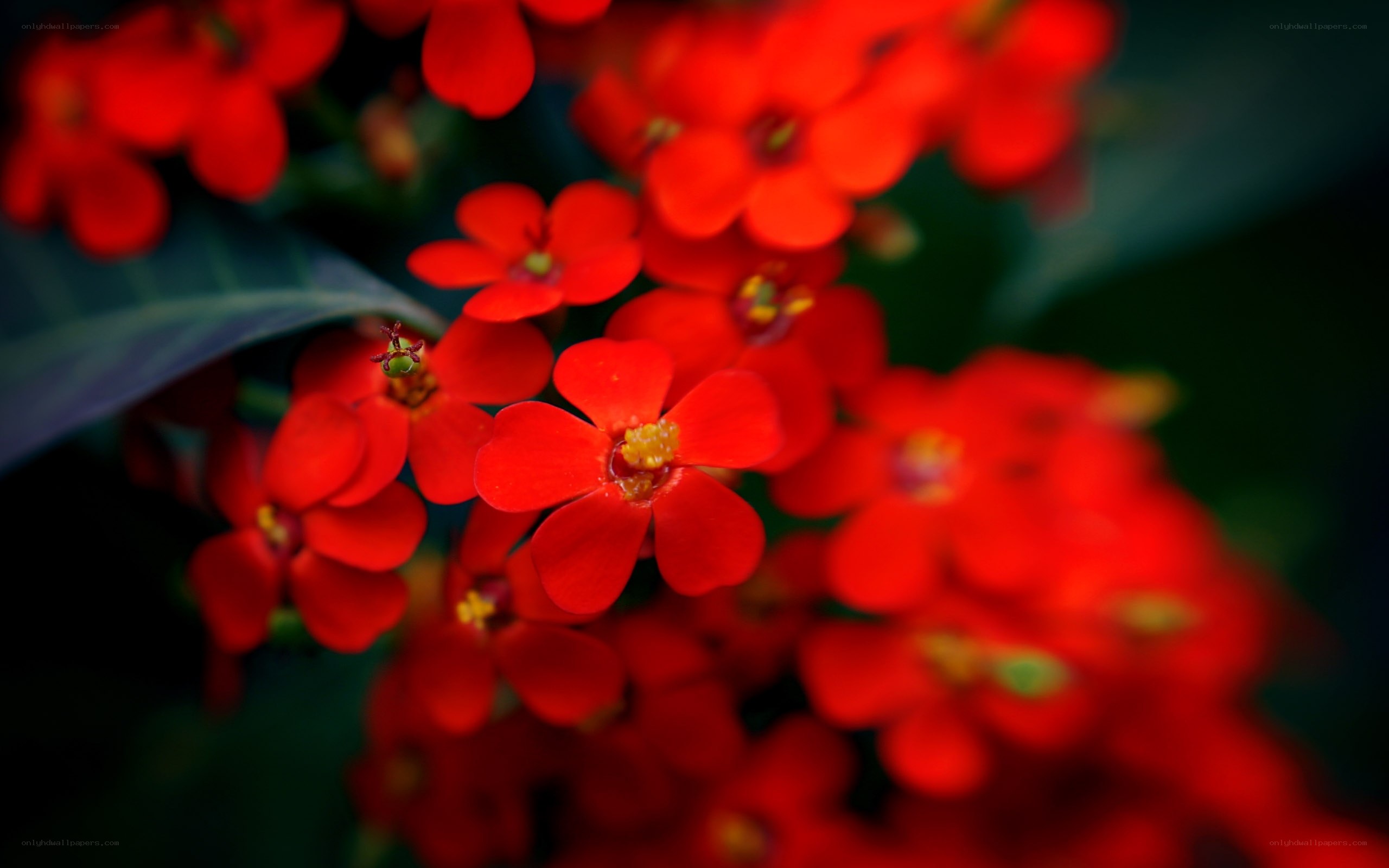Vibrant red flowers in bloom