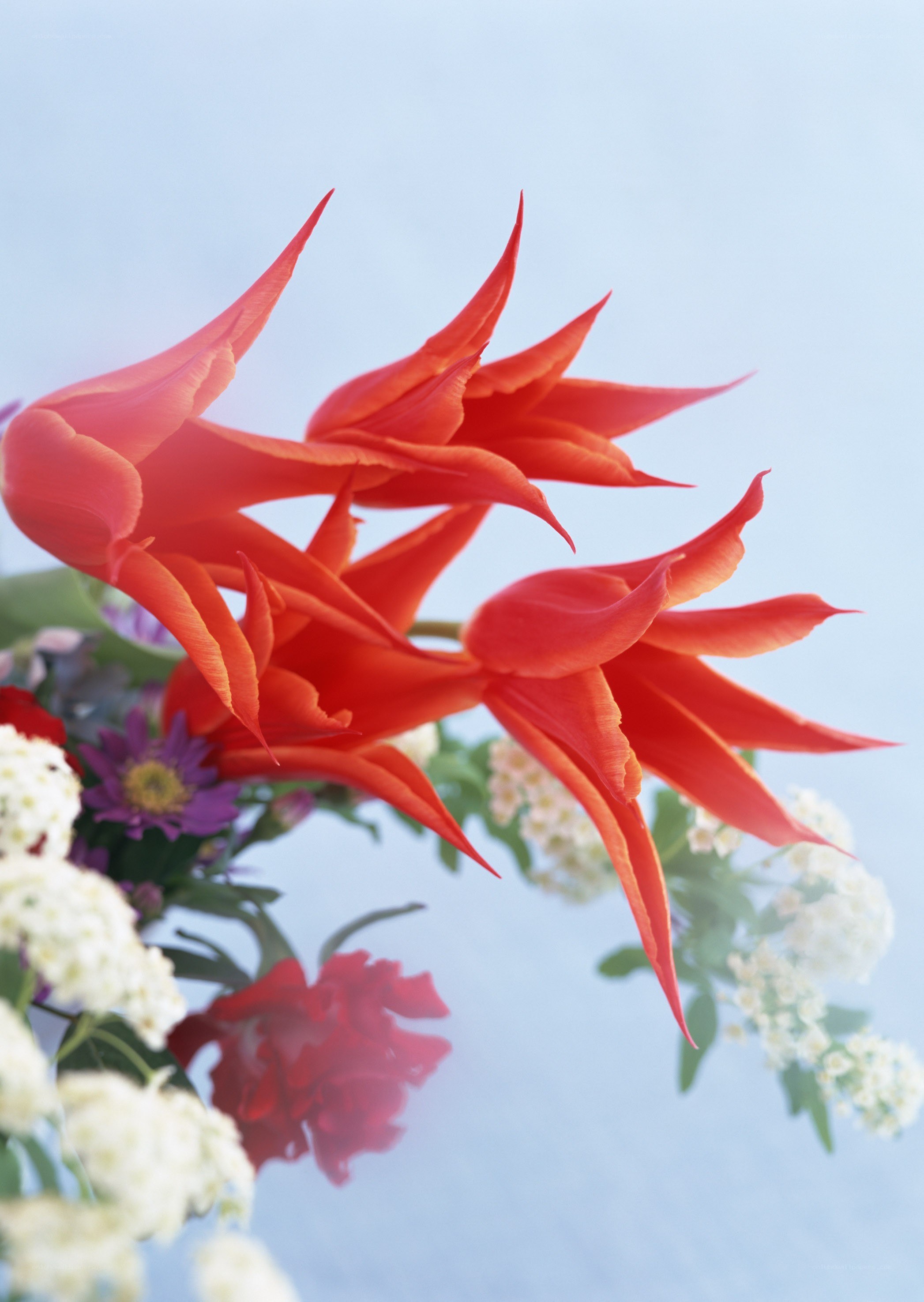 vibrant red flowers in bouquet