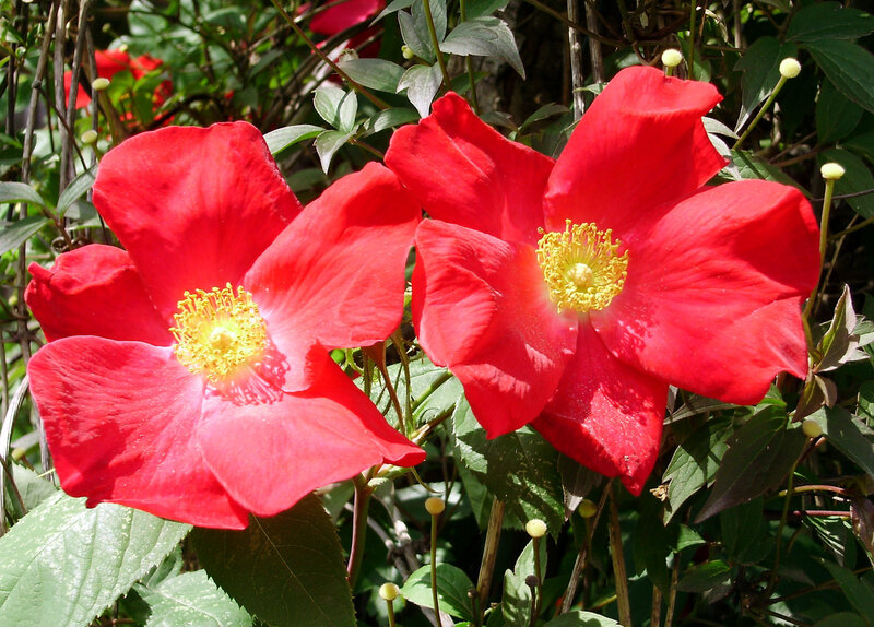 vibrant red flowers in garden