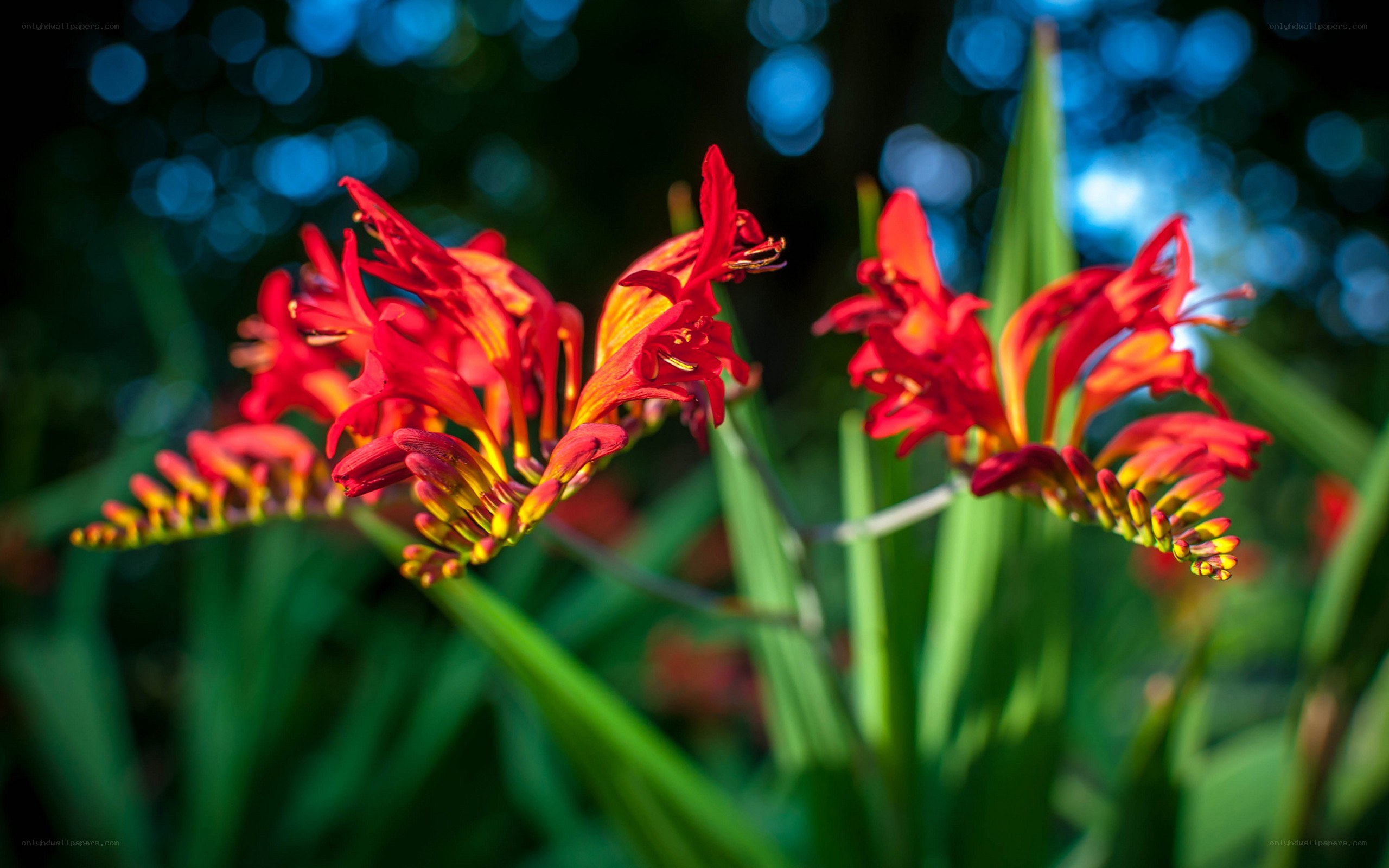 vibrant red flowers in garden