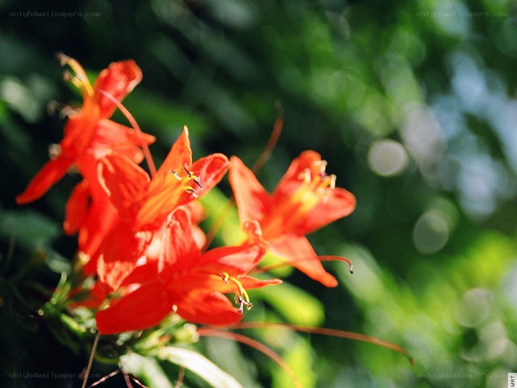 vibrant red flowers in sunlight