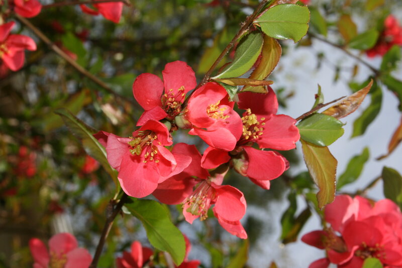 vibrant red flowers on a branch