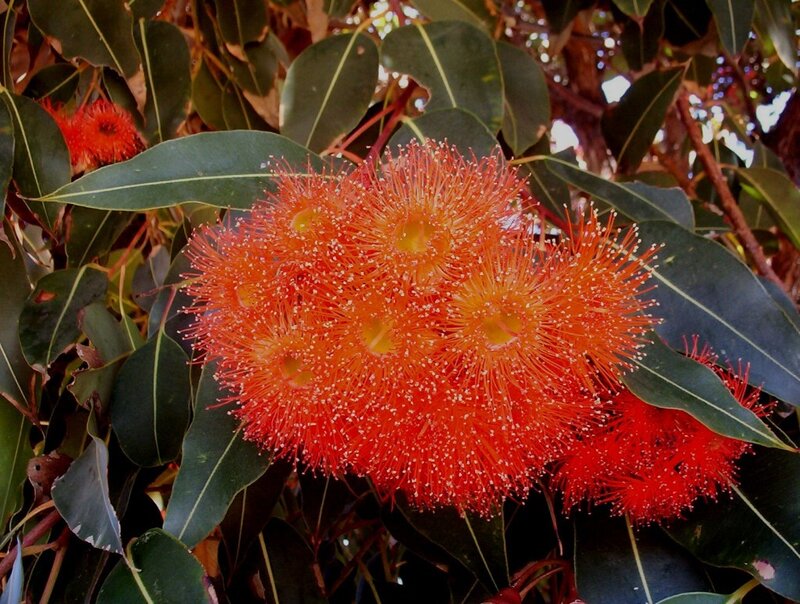vibrant red flowers on a tree