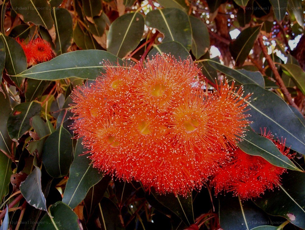 vibrant red flowers on a tree