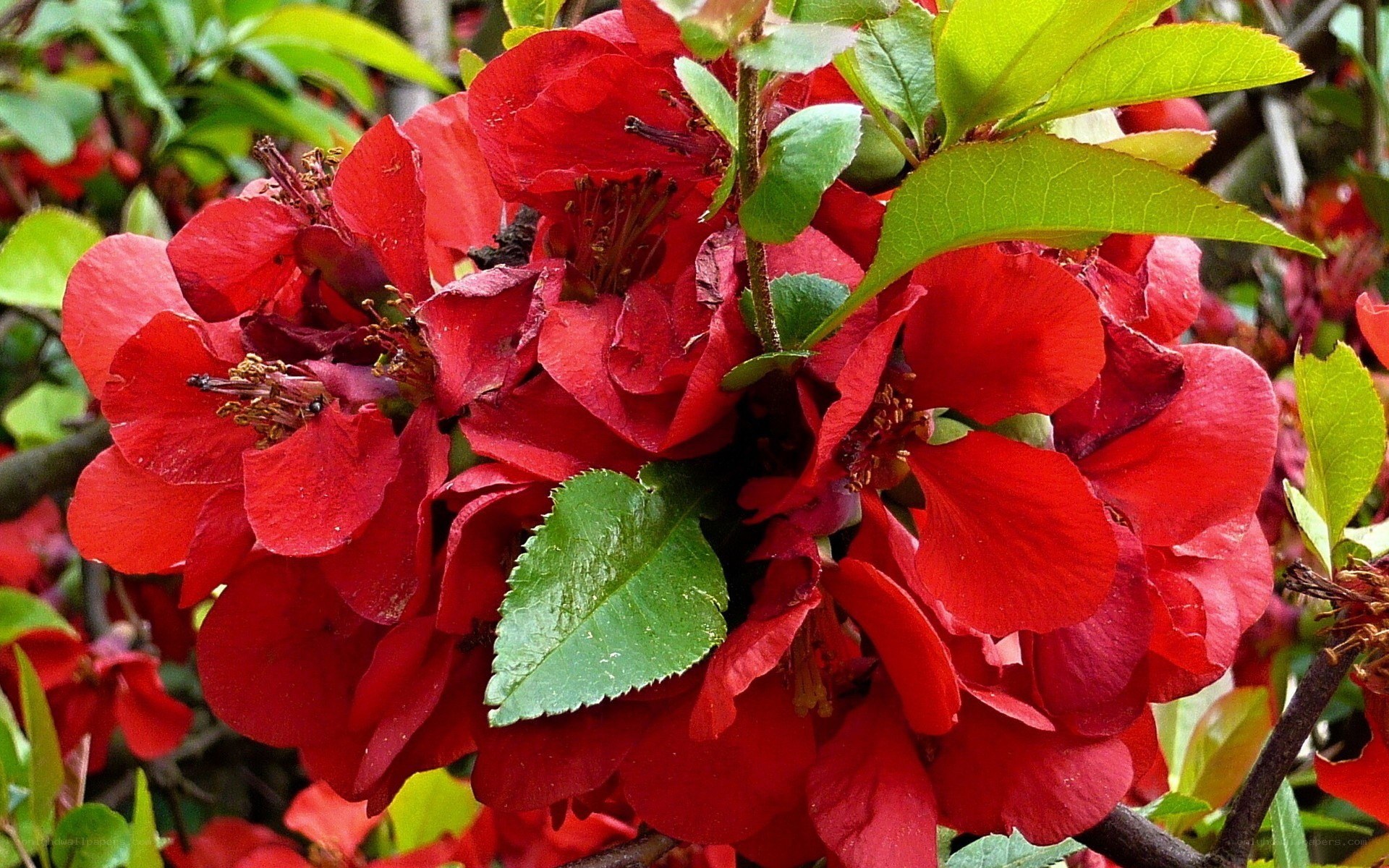 vibrant red flowers with green leaves