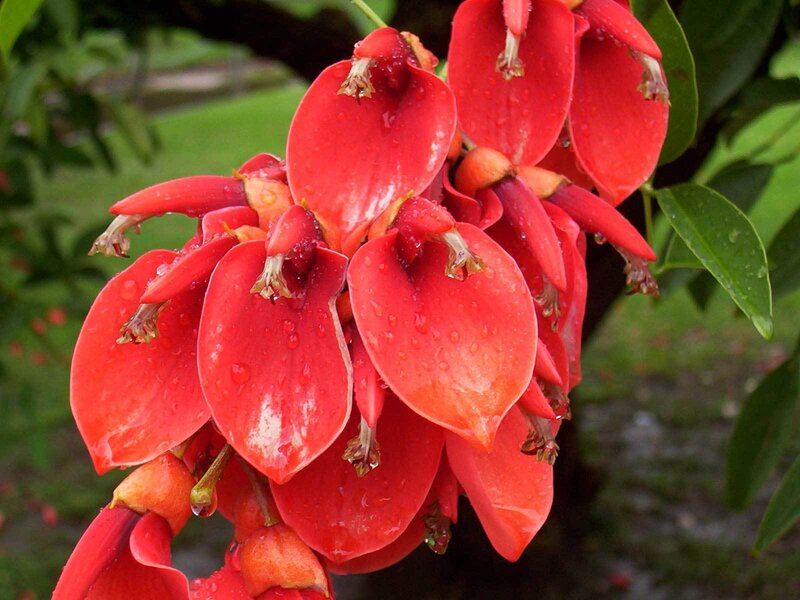 vibrant red flowers with water droplets