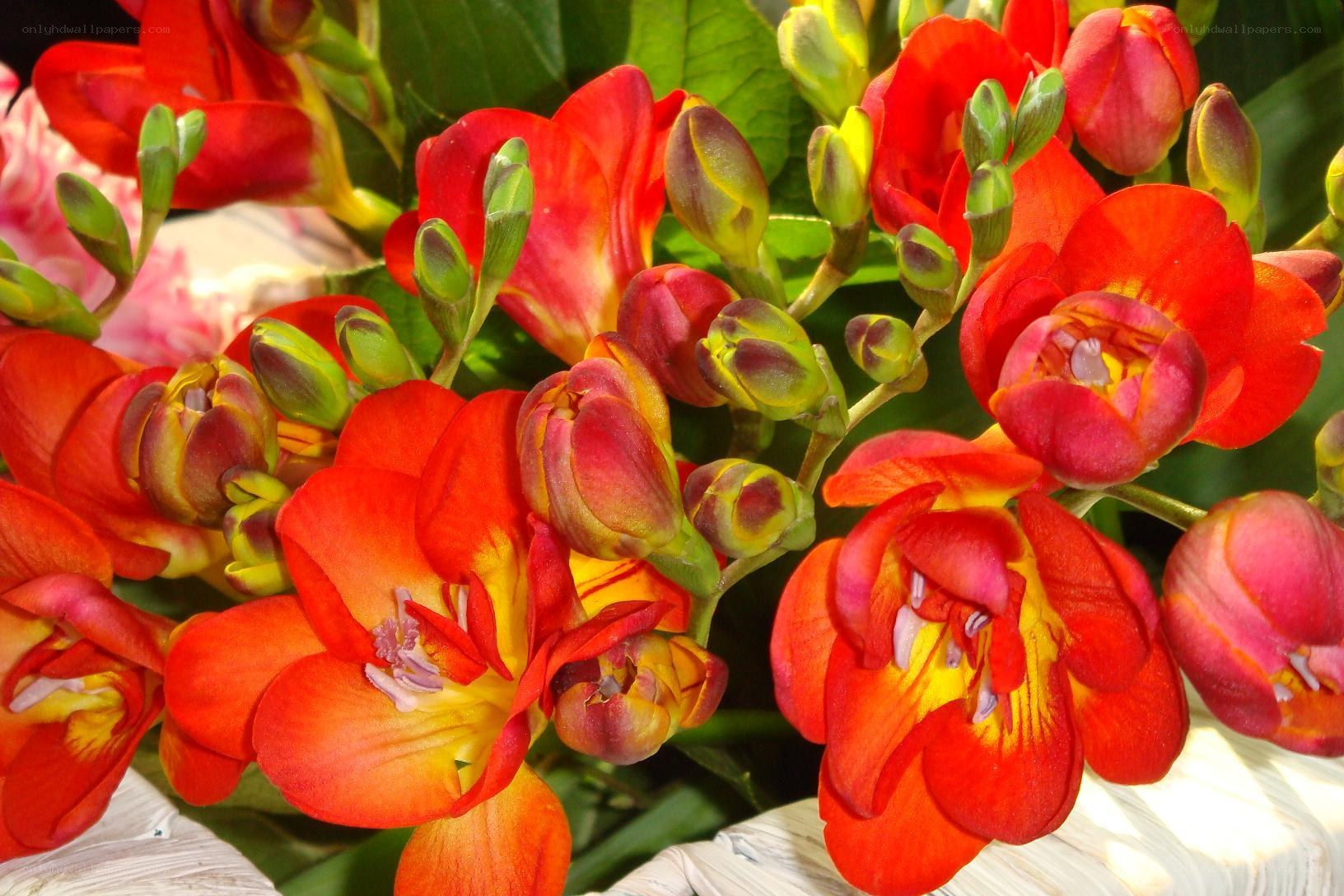 vibrant red freesia flowers