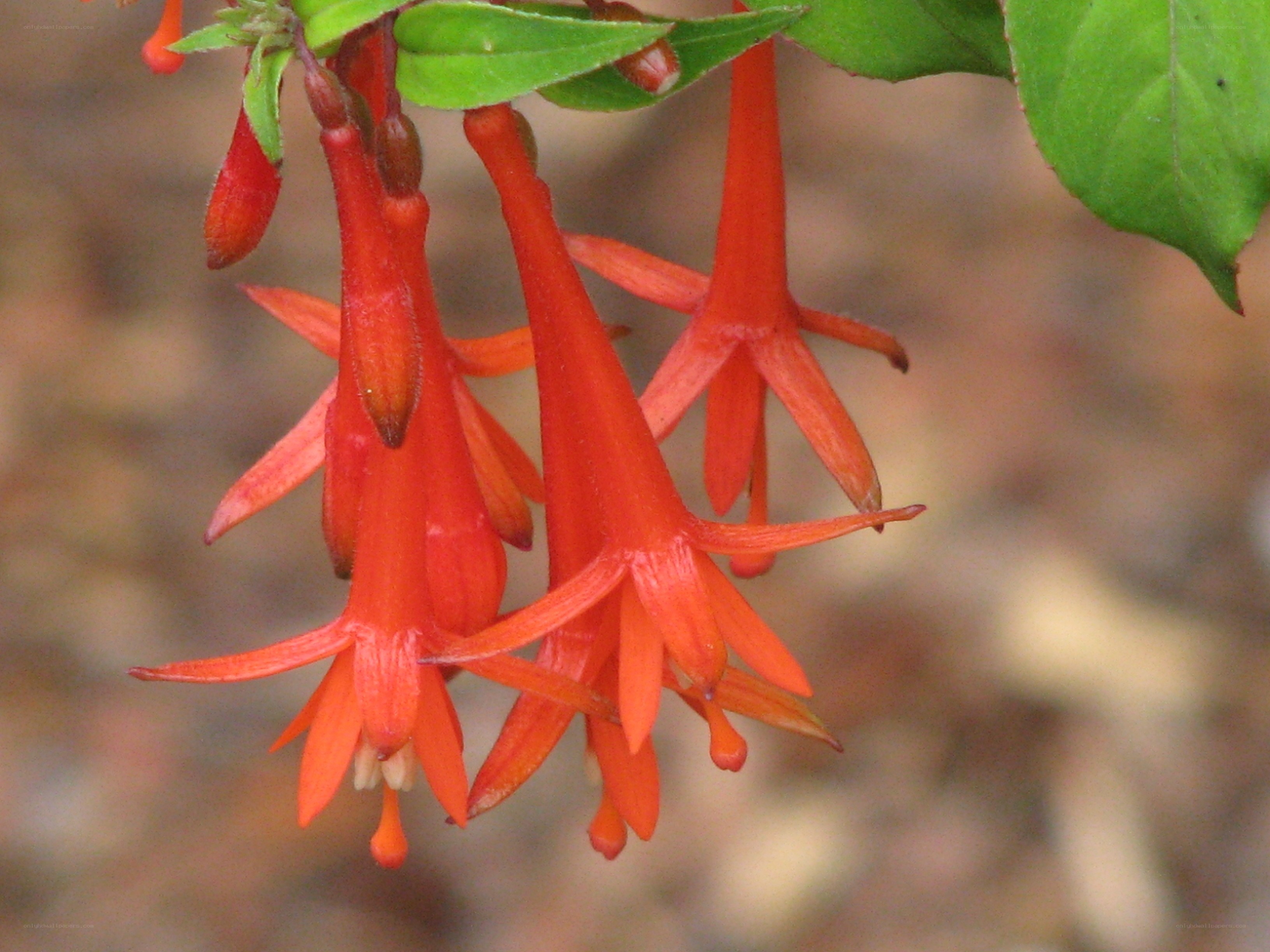 vibrant red fuchsia flowers