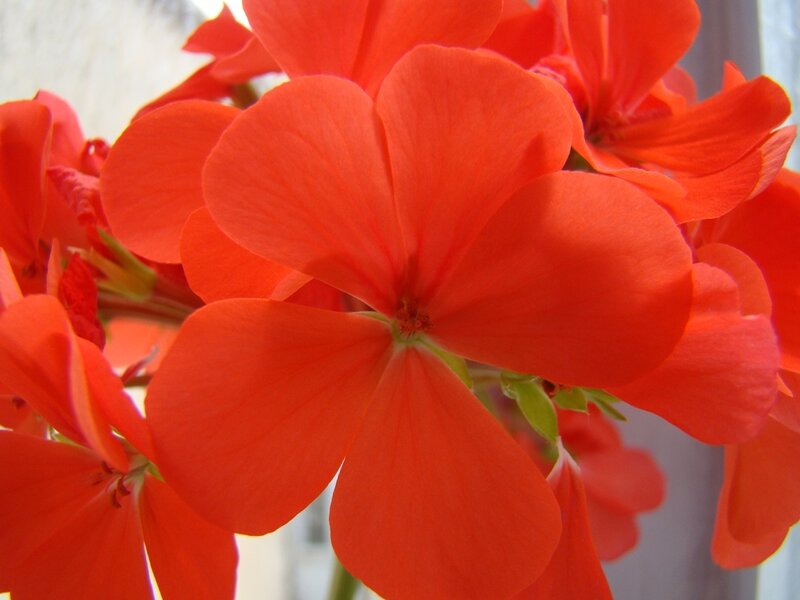 vibrant red geranium flowers