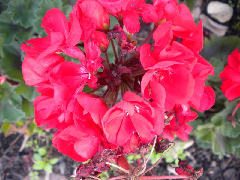 vibrant red geranium flowers
