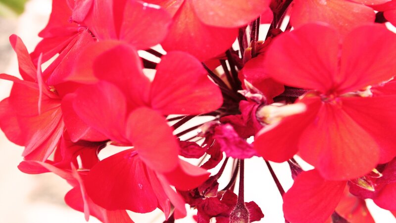 vibrant red geraniums