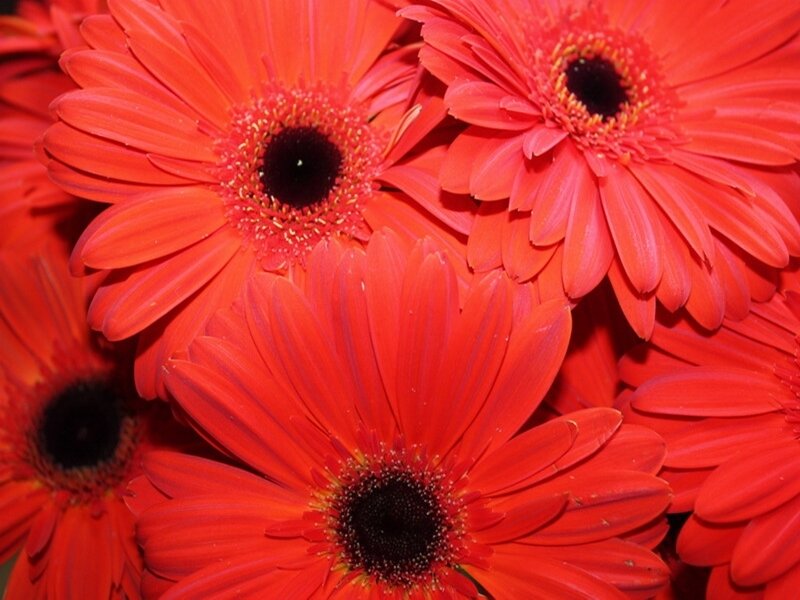 vibrant red gerbera daisies