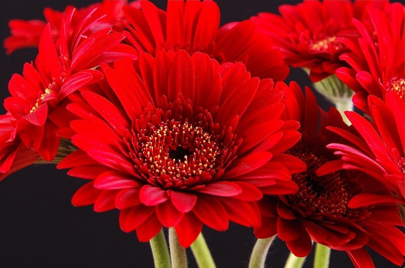 vibrant red gerbera daisies