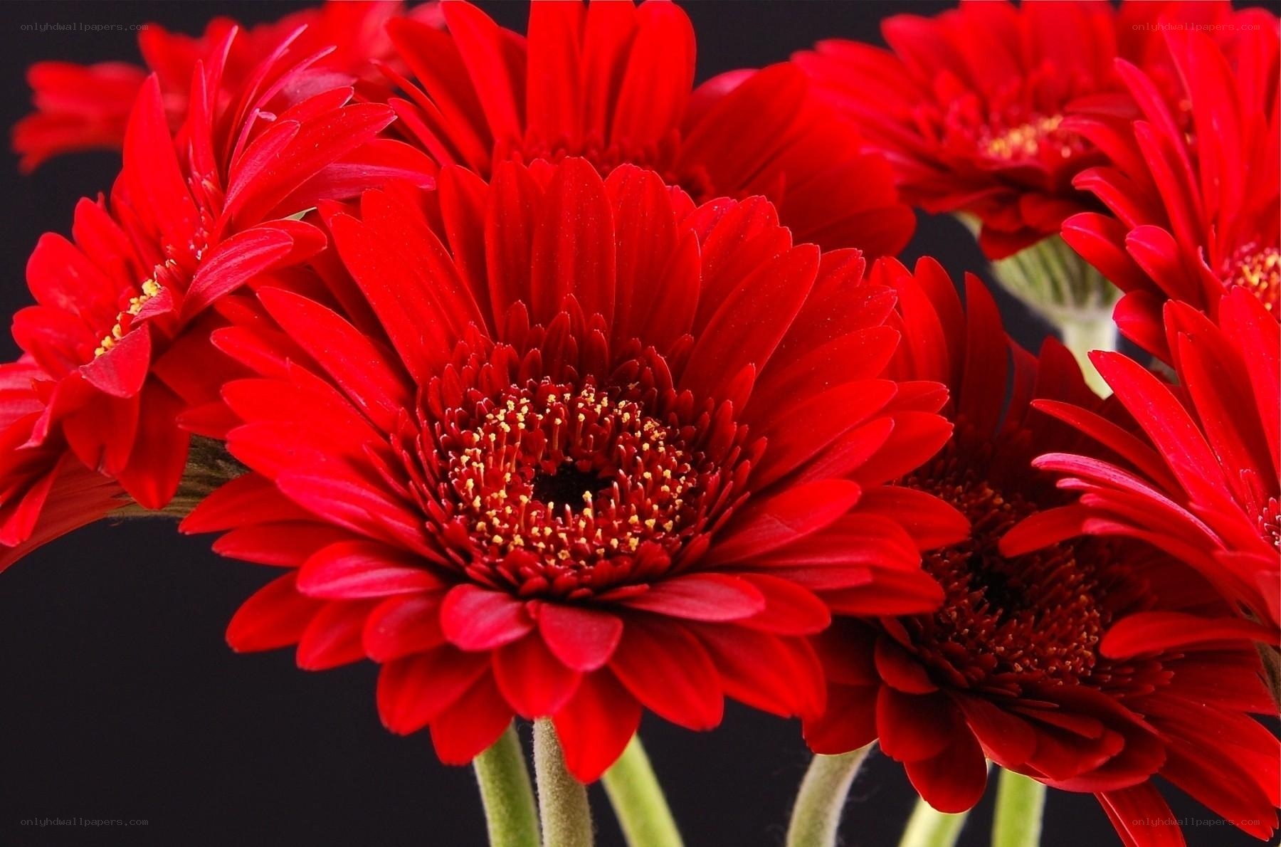 vibrant red gerbera daisies