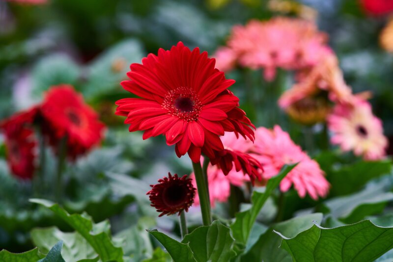 Vibrant red gerbera daisy