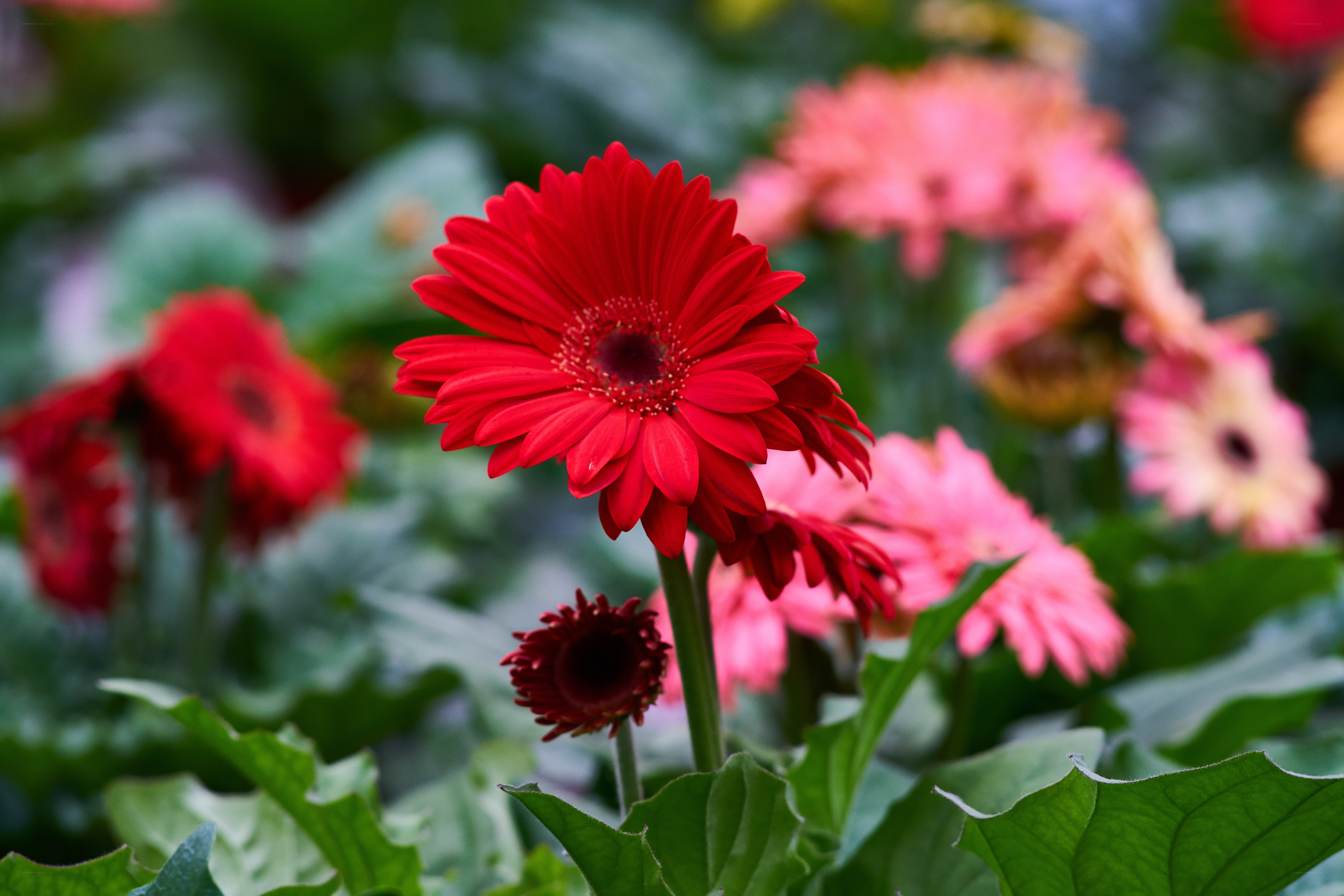 Vibrant red gerbera daisy