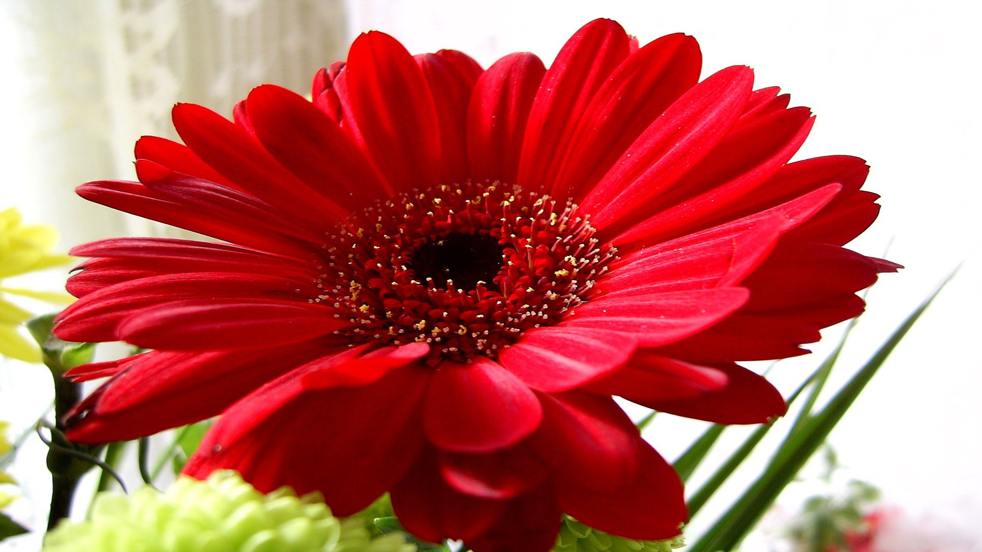 vibrant red gerbera daisy