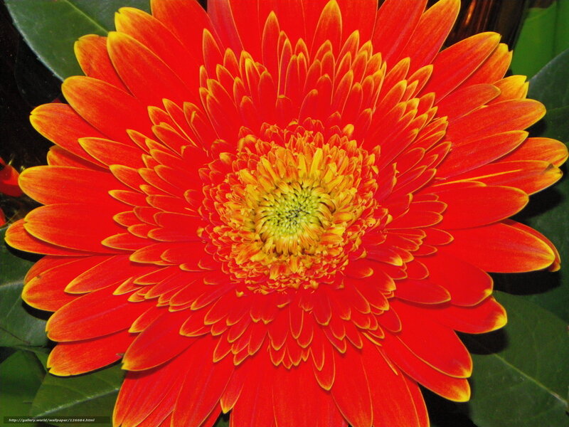 vibrant red gerbera daisy
