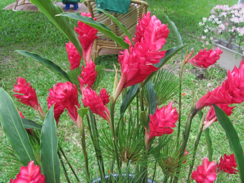 vibrant red ginger flowers