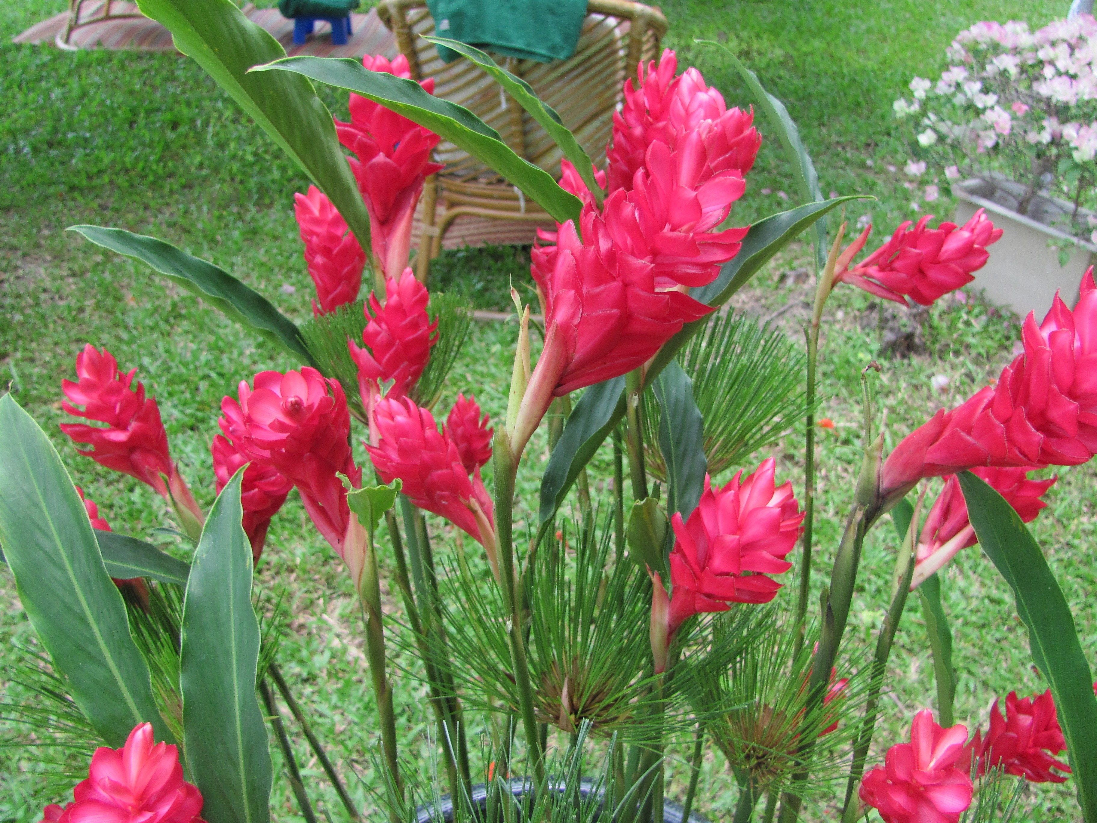 vibrant red ginger flowers