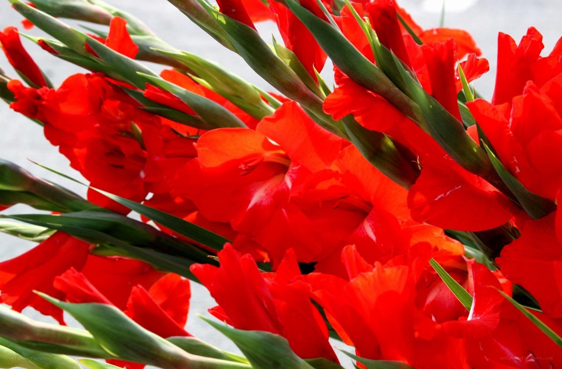 vibrant red gladiolus flowers