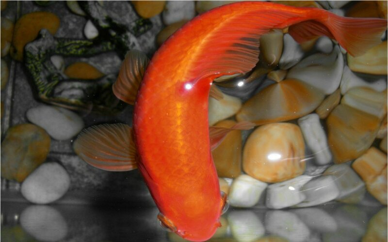 vibrant red goldfish in aquarium