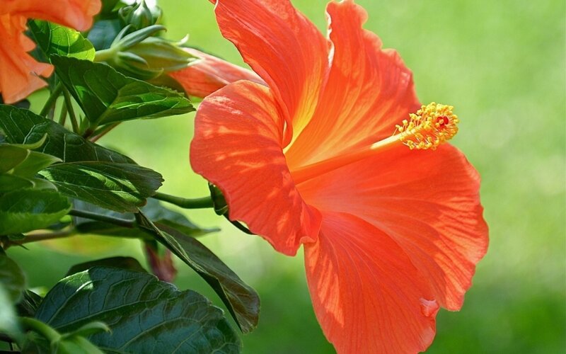 vibrant red hibiscus flower