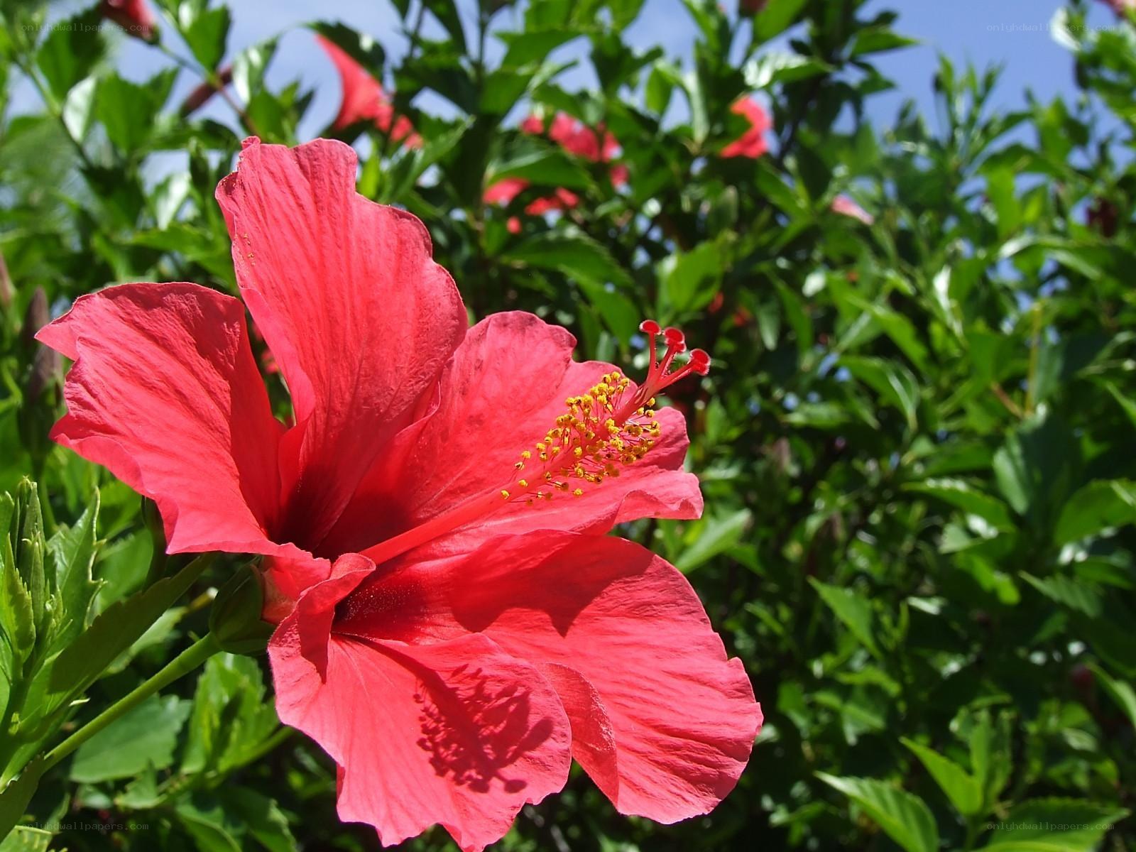 vibrant red hibiscus flower