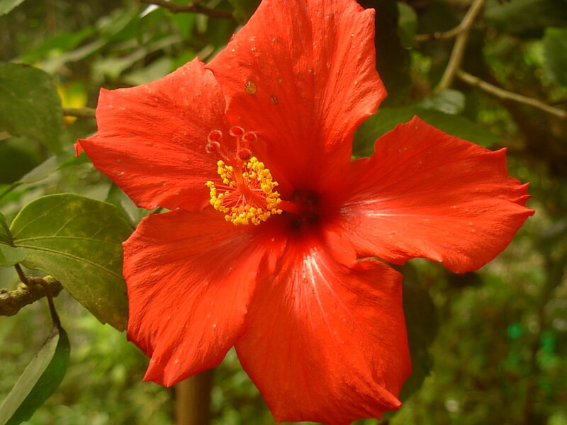 vibrant red hibiscus flower