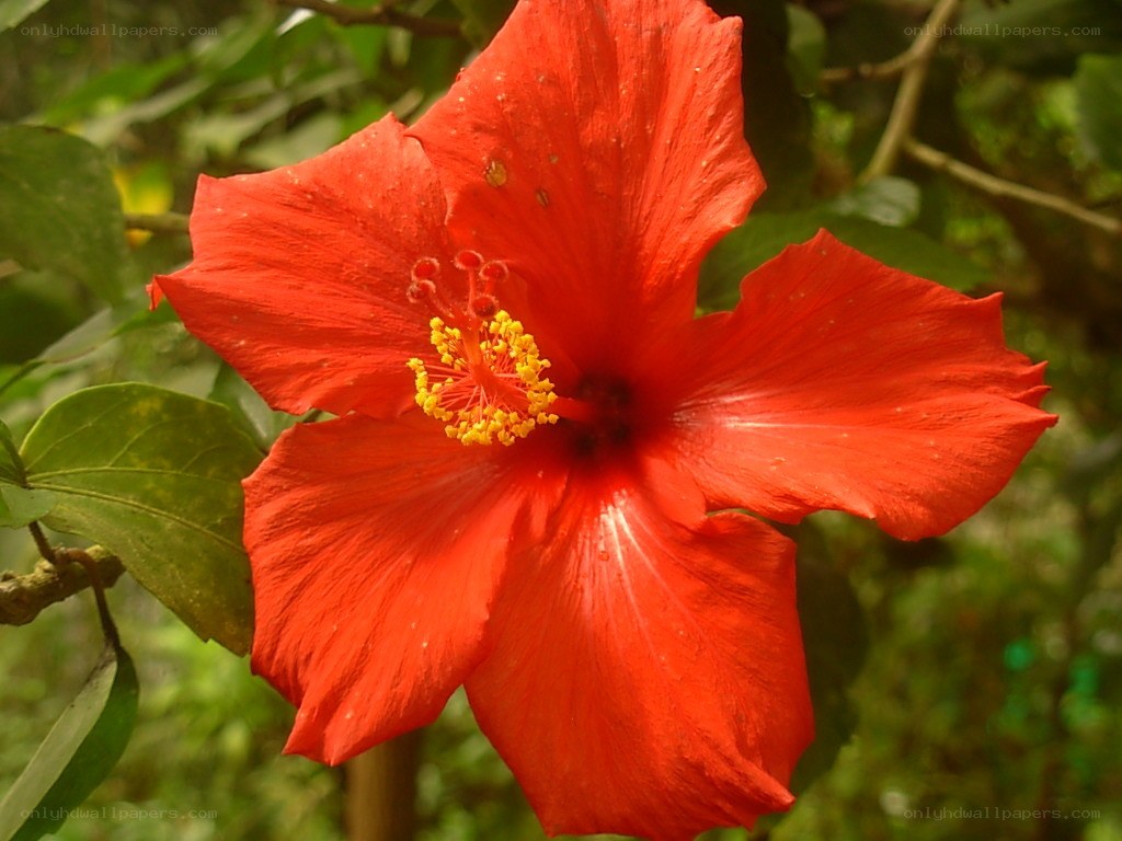 vibrant red hibiscus flower