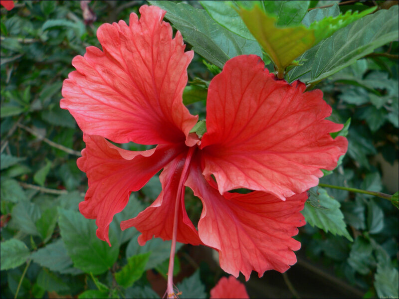 vibrant red hibiscus flower