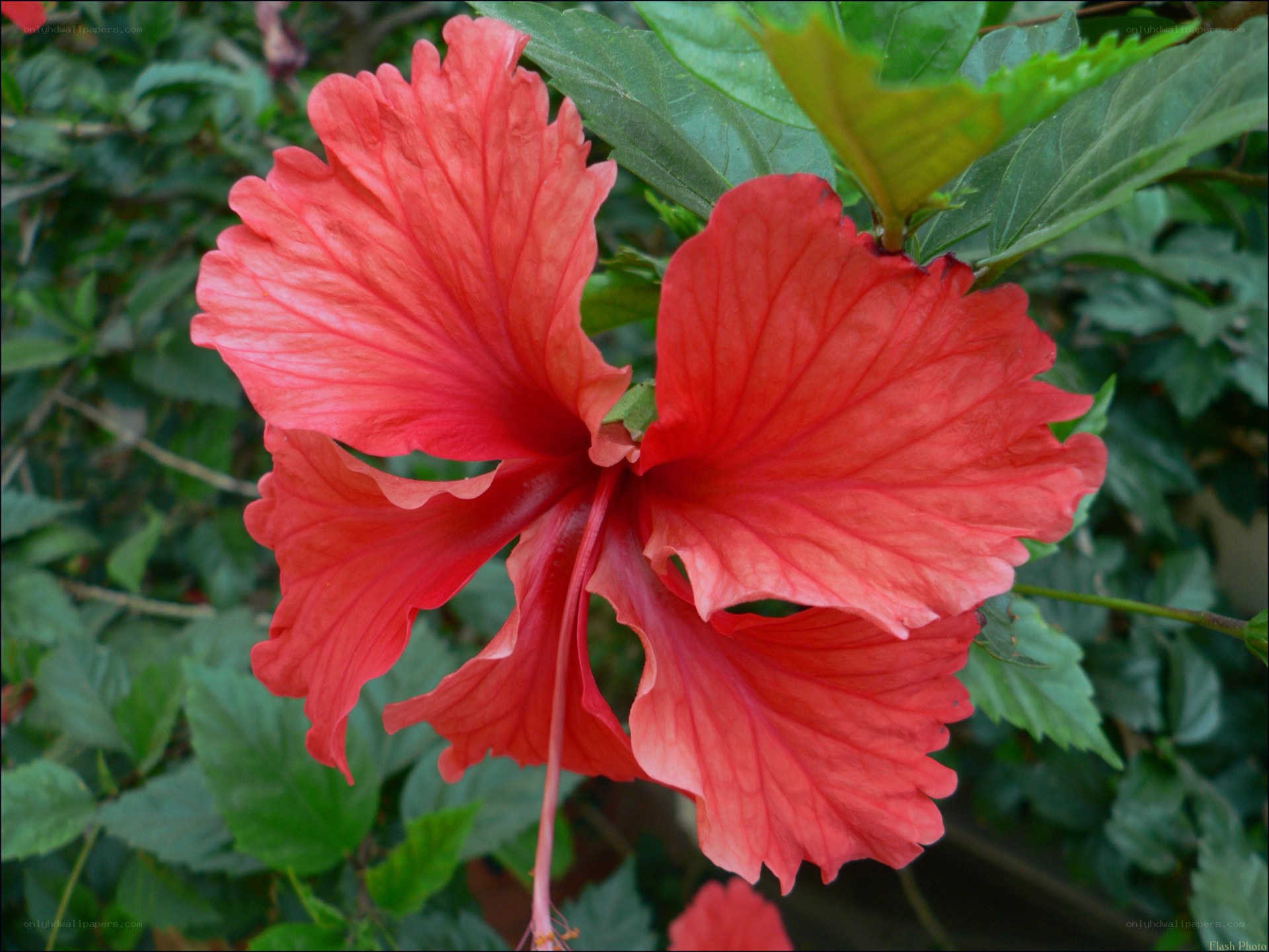 vibrant red hibiscus flower