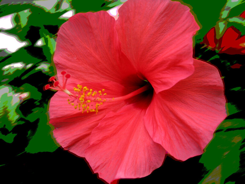 vibrant red hibiscus flower