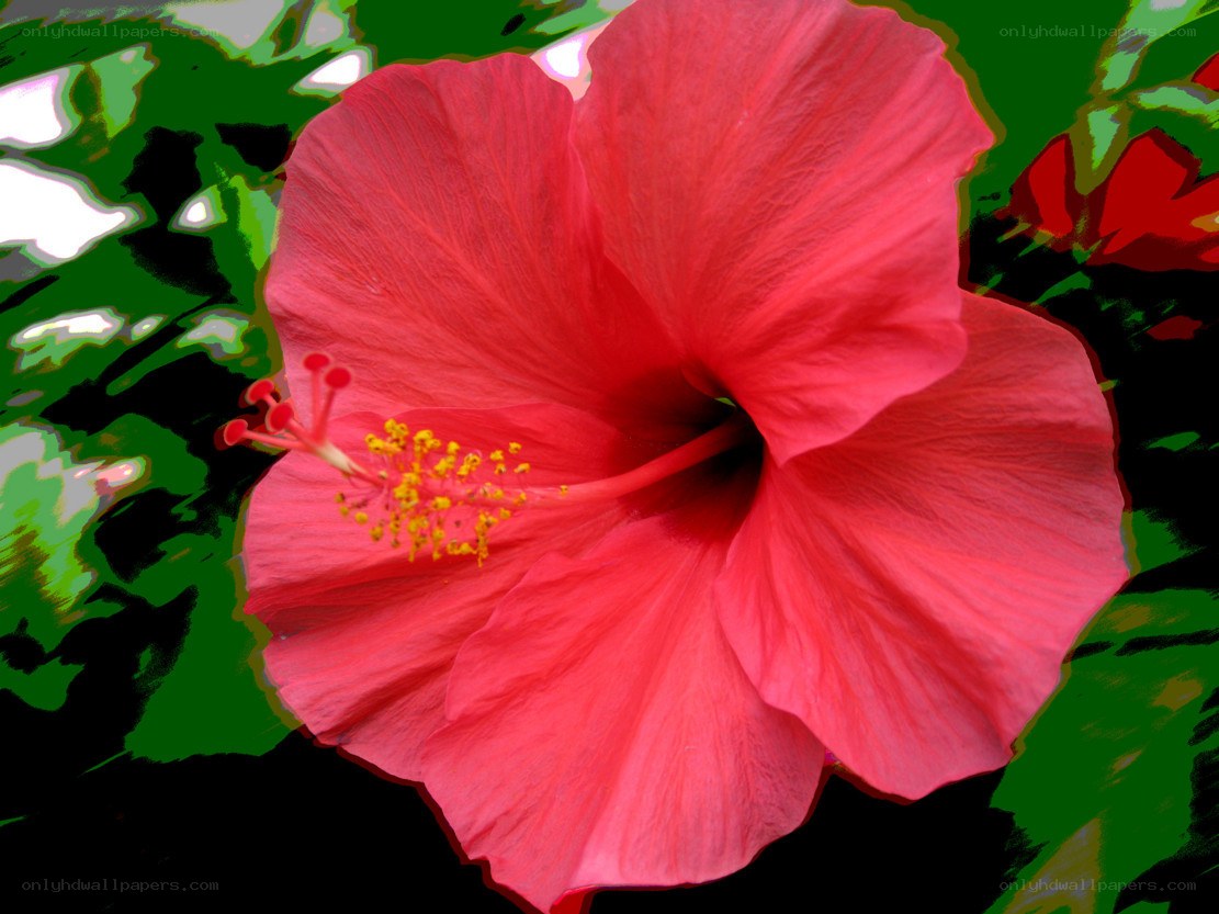vibrant red hibiscus flower