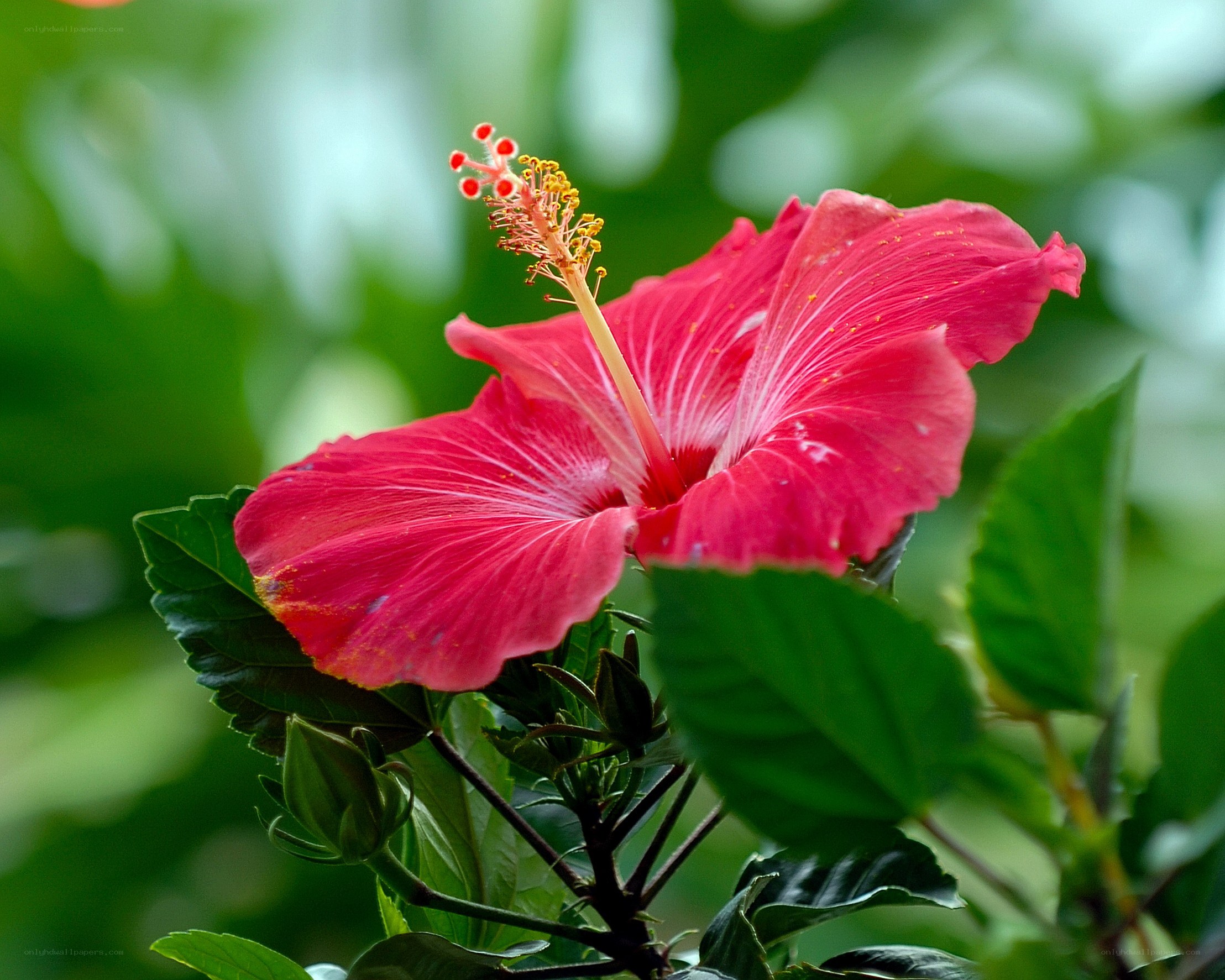 vibrant red hibiscus flower