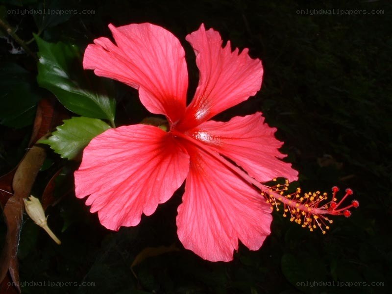 vibrant red hibiscus flower
