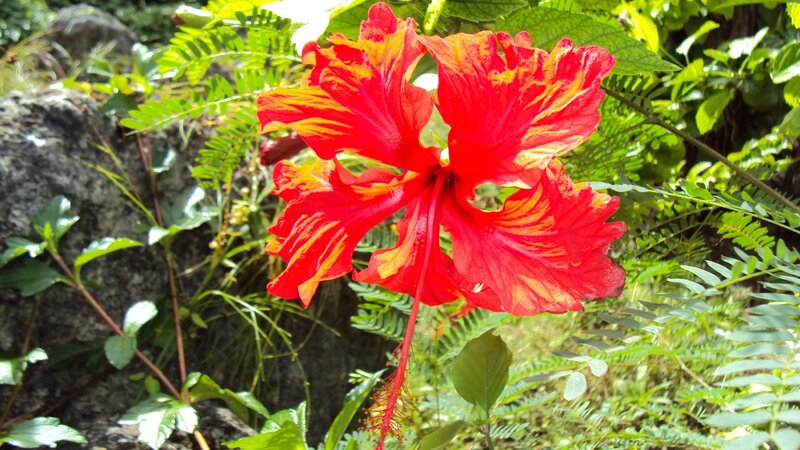 vibrant red hibiscus flower