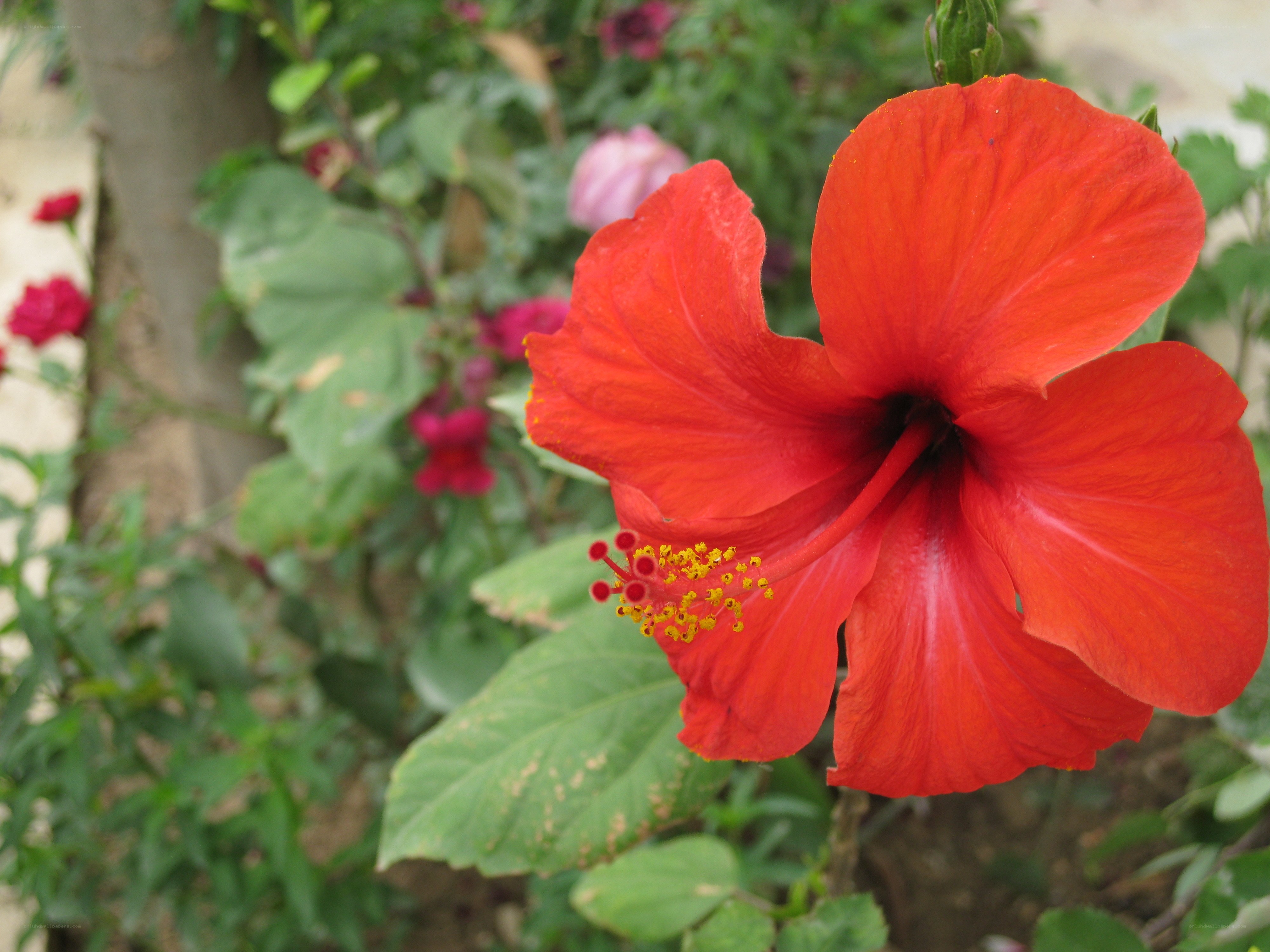 Vibrant red hibiscus flower