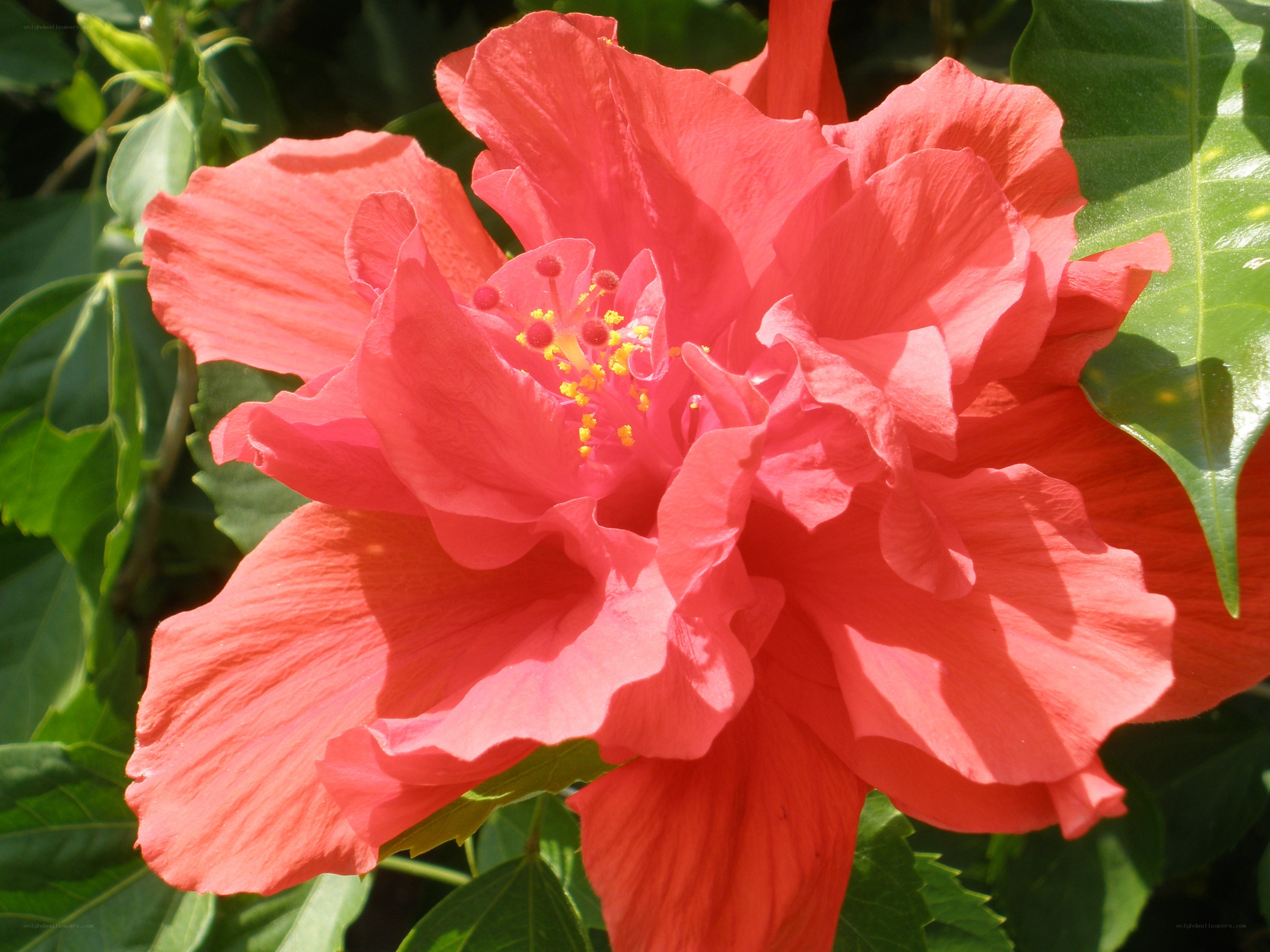 vibrant red hibiscus flower