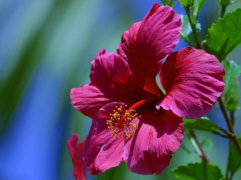vibrant red hibiscus flower