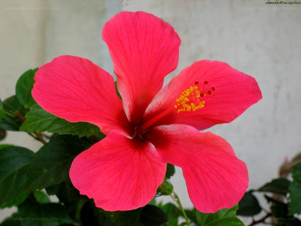 vibrant red hibiscus flower