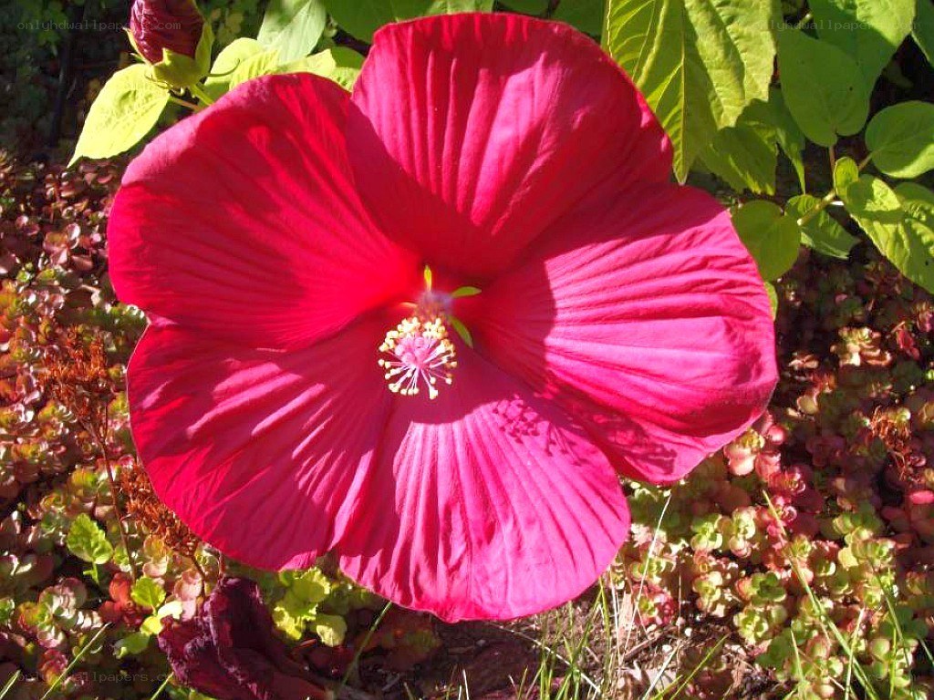 vibrant red hibiscus flower
