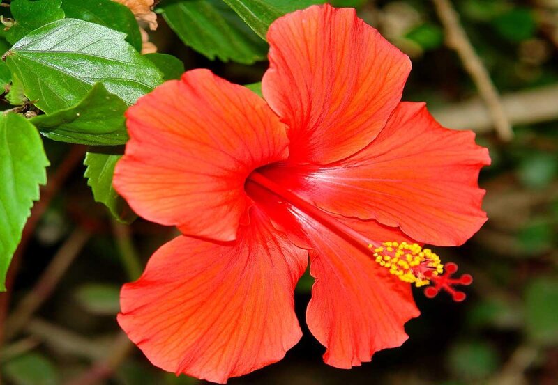 vibrant red hibiscus flower