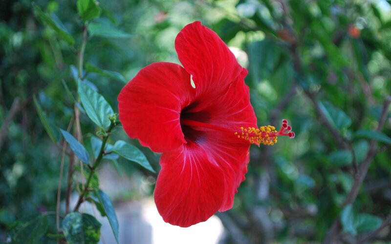 vibrant red hibiscus flower