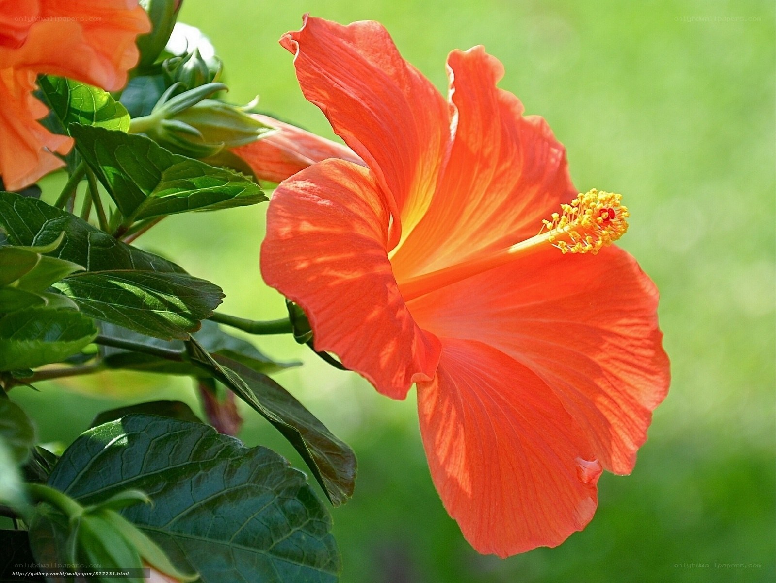 vibrant red hibiscus flower