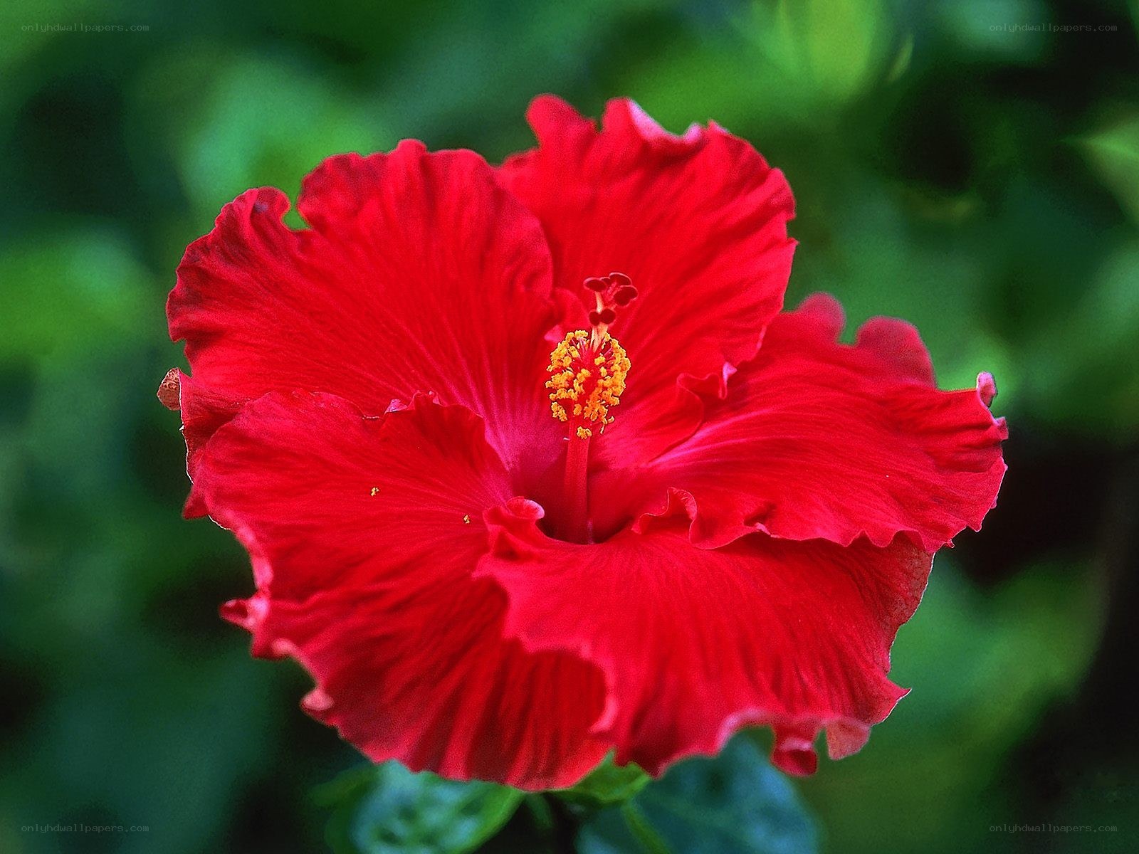 vibrant red hibiscus flower