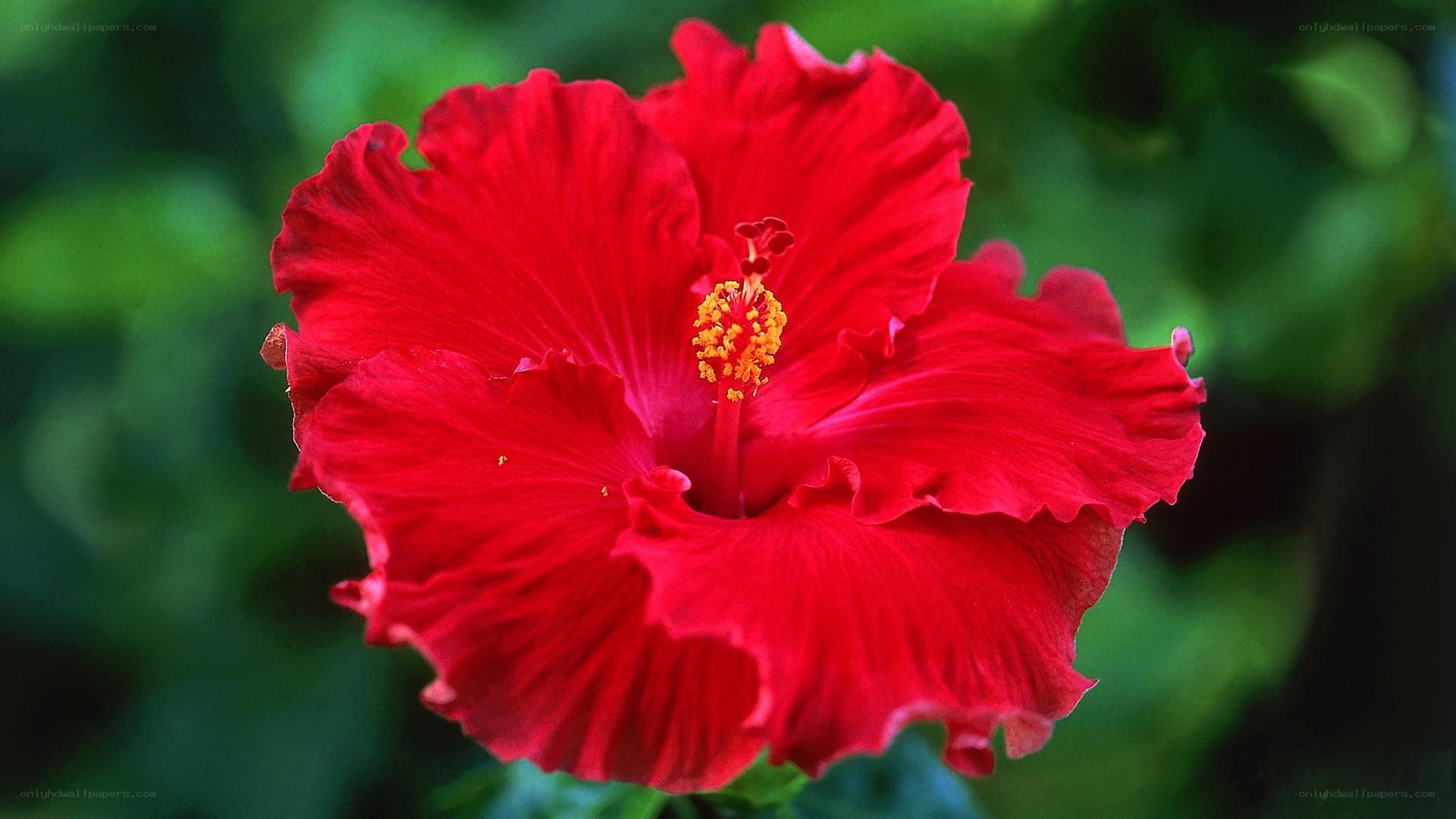 vibrant red hibiscus flower